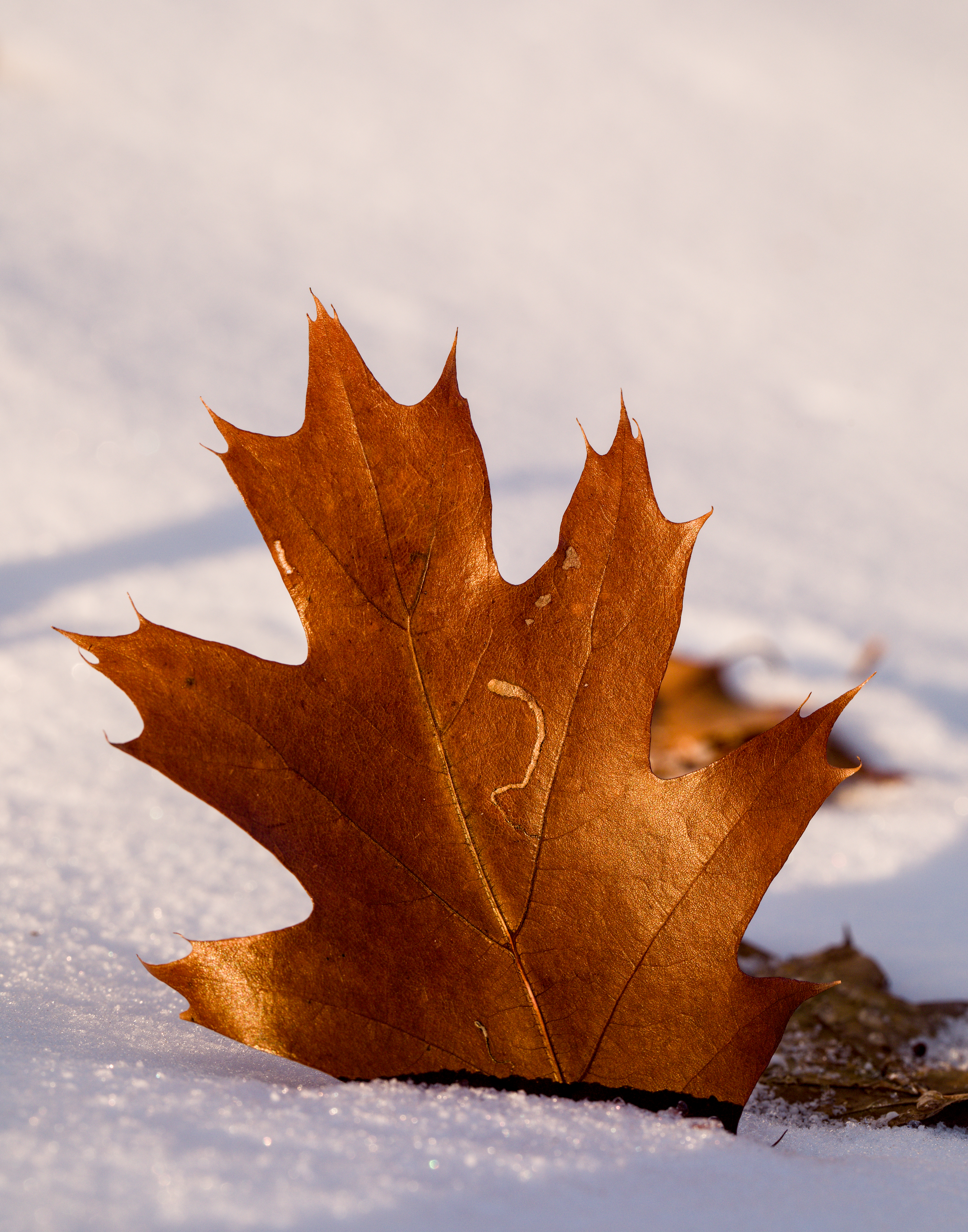 Autumn's Final Remnant