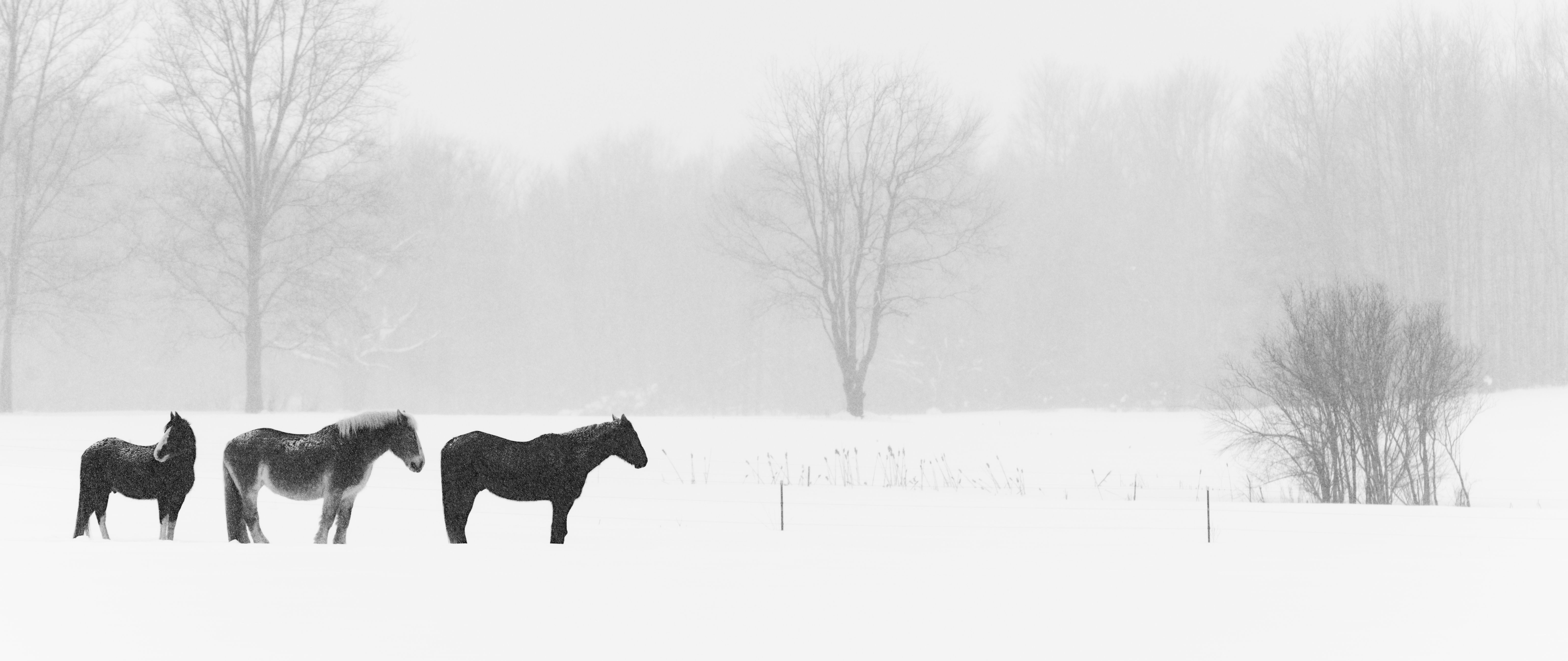 Winter Pasture